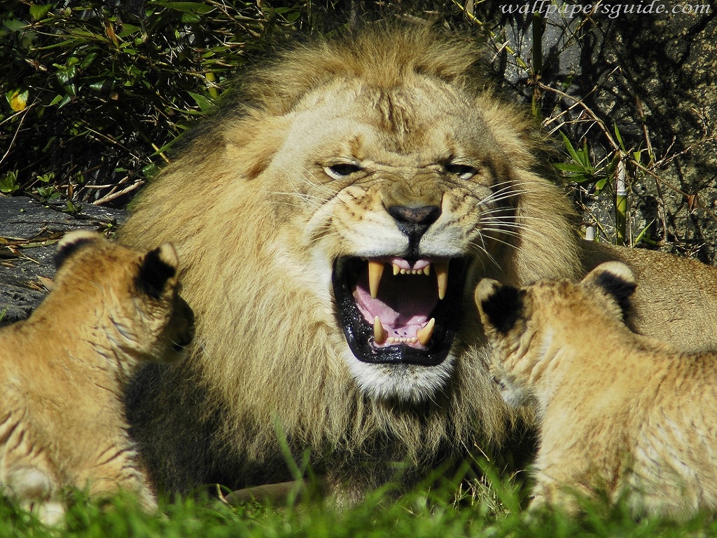 Lion Wallpaper Pack 3 (1024x768) | All Entry Wallpapers