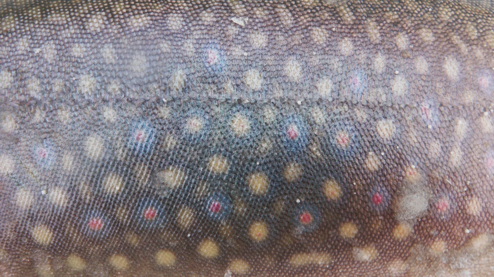 Bryanlikestofish Fish Skins first installment