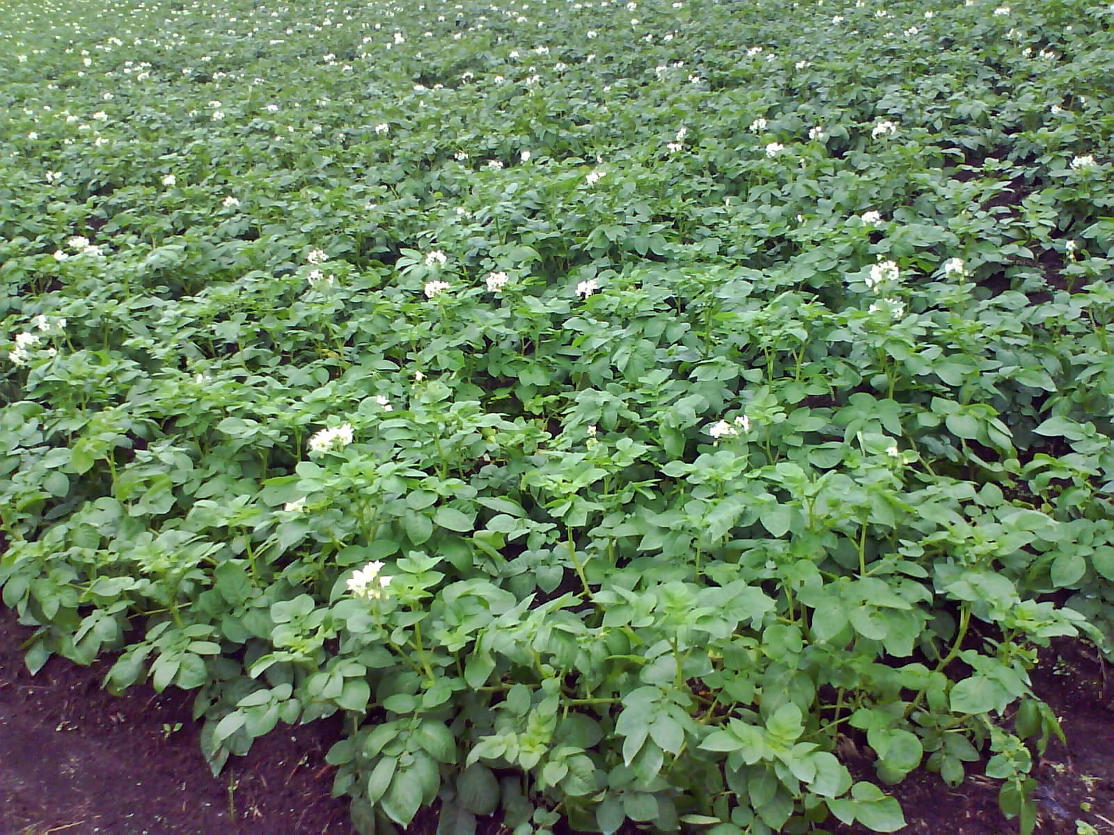 MENGENAL HAMA TANAMAN: Budidaya Kentang