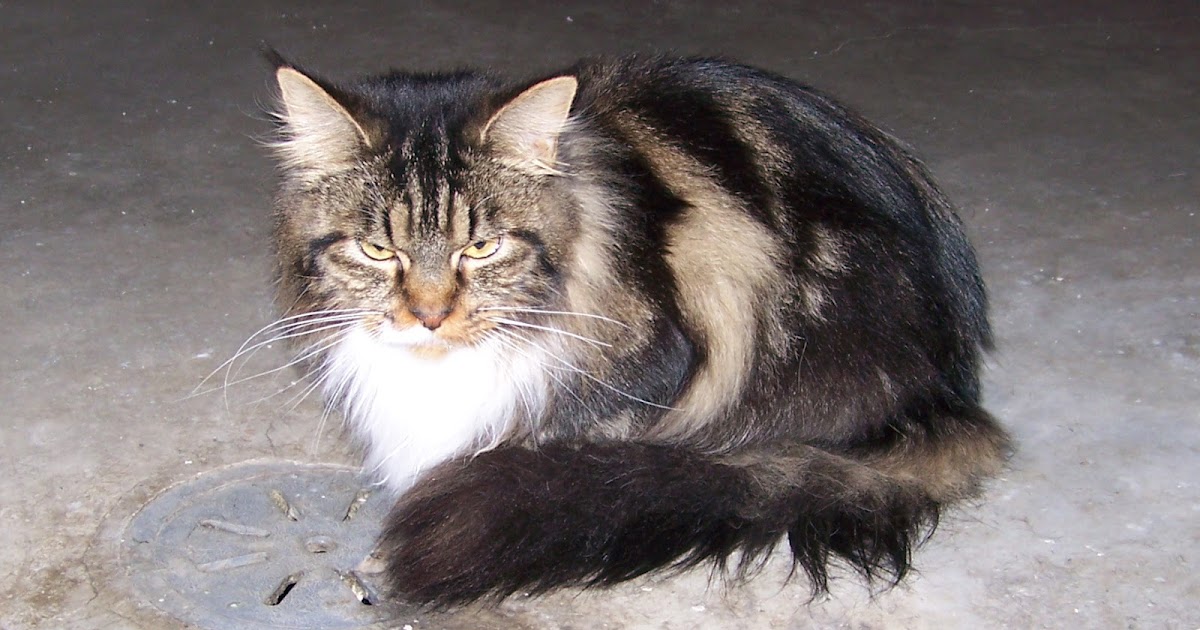 Prairie Legends Maine Coon's: Available Kittens