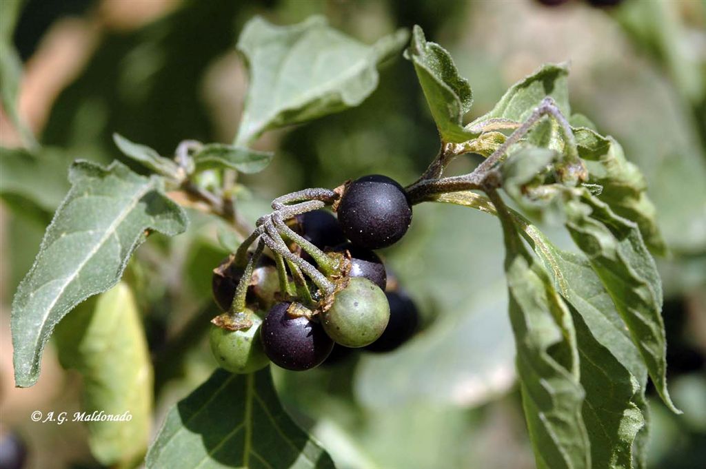 BIODIVERSIDAD COSTA GRANADINA Y... Tomatillos del diablo (Solanum nigrum)