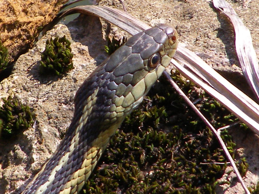 Blue Jay Barrens Garter Snake