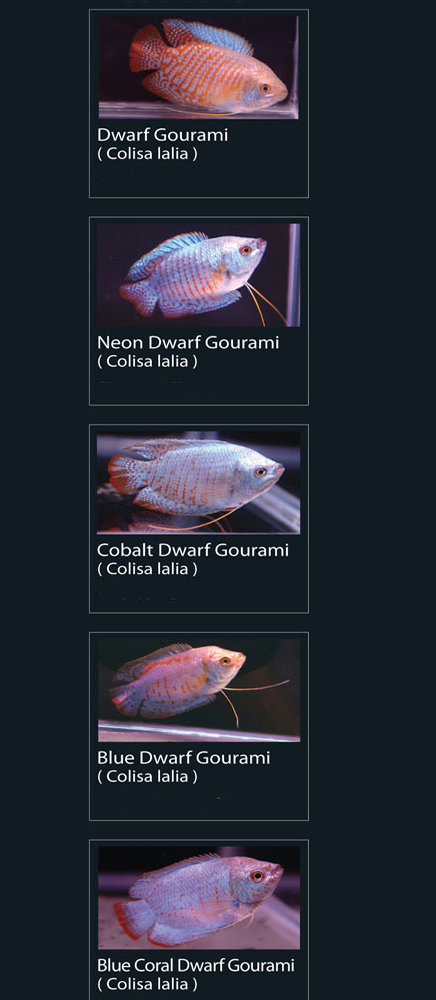 43 Jenis Ikan Gourami Mini Hias Populer Alam Ikan