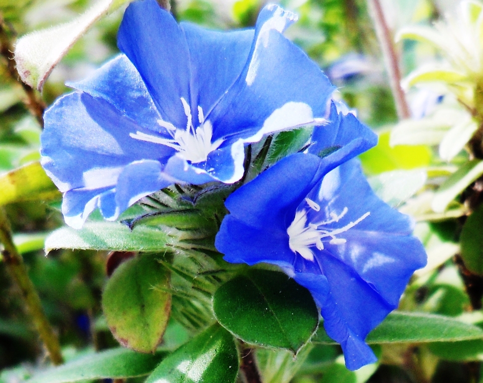 rosas no jardim de deus: de DEUS!: AZUL A COR DO CÉU DO INFINITO do manto de NOSSA rosas no jardim de deus: de DEUS!: AZUL A COR DO CÉU DO INFINITO do manto de NOSSA