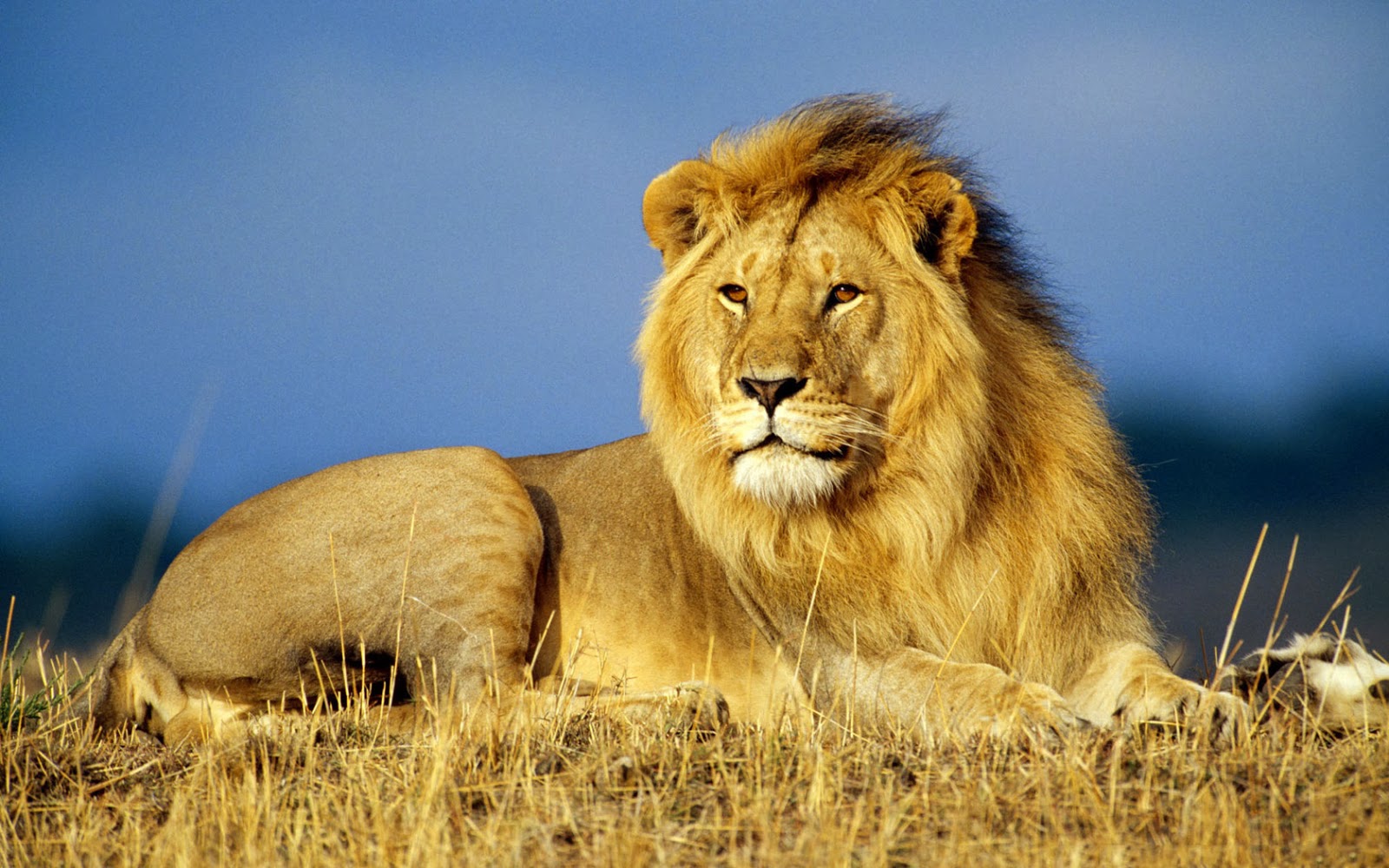 FELINOS DE LA SELVA felinos de la selva: