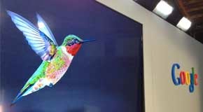 hummingbird