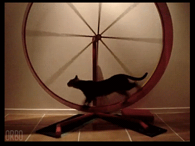 cat-gif-082-003.gif