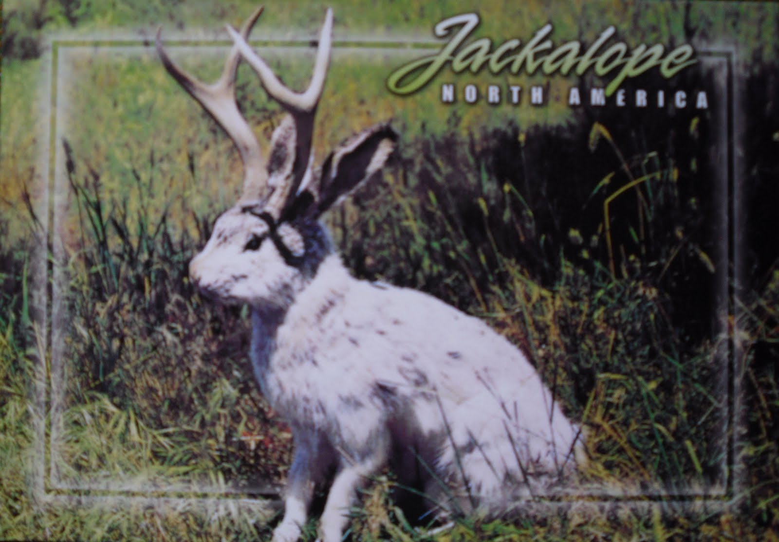 Postcards for Sam Jackalope