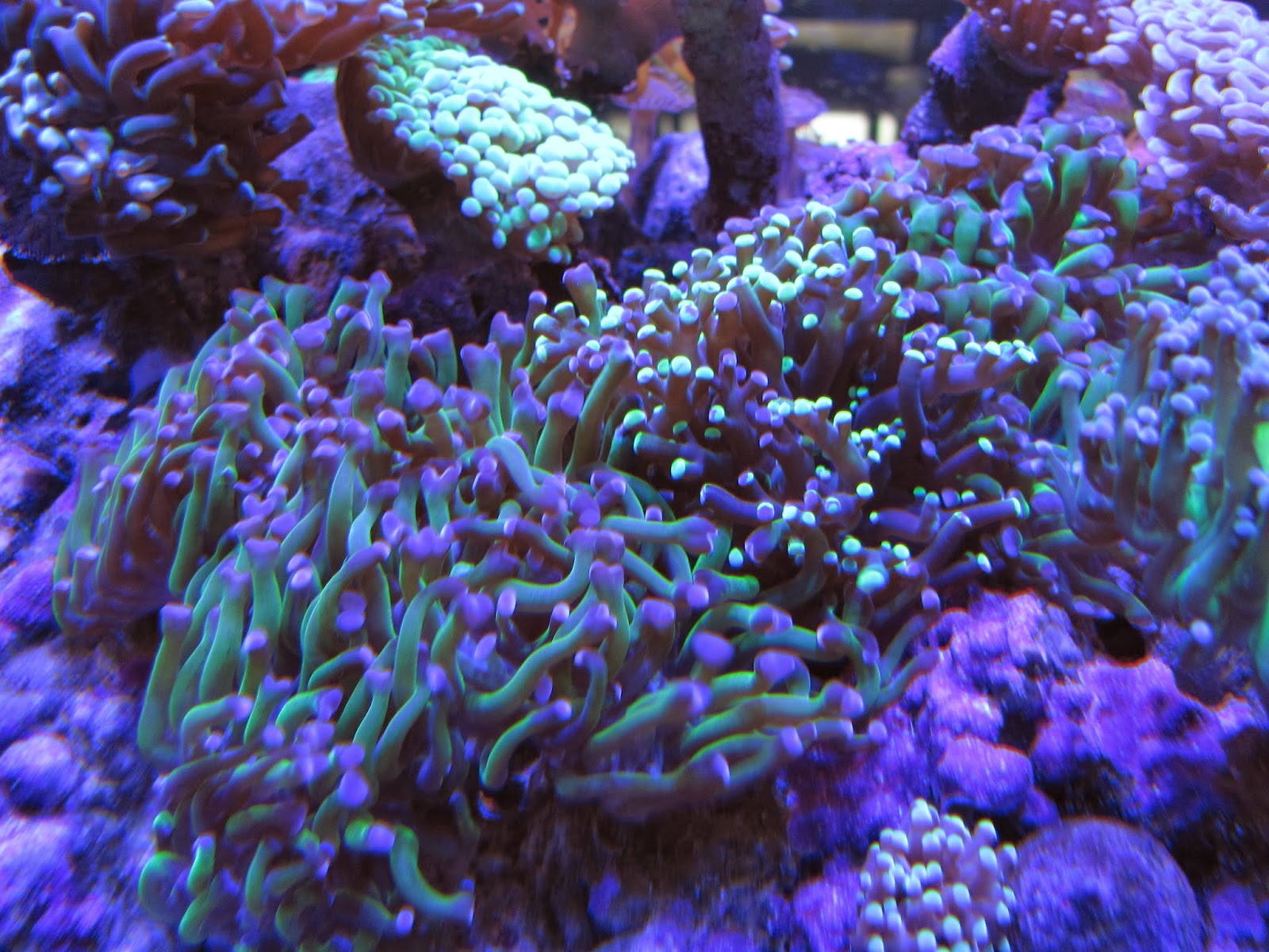 What are the "best" reef aquarium supplements? Marine Depot Blog