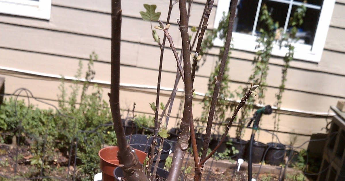 Bodhisattva Bonsai Tulip Poplar Bonsai Forest Update