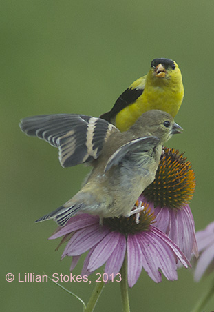 STOKES BIRDING BLOG: Goldfinches and Purple Coneflower, Winning