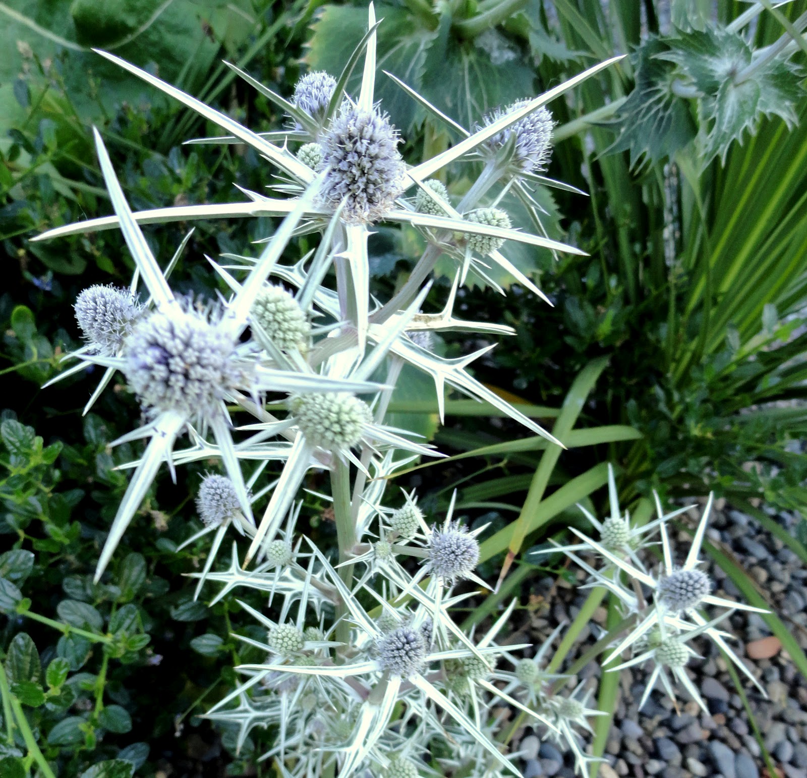 danger garden July 2012, Bloomday!