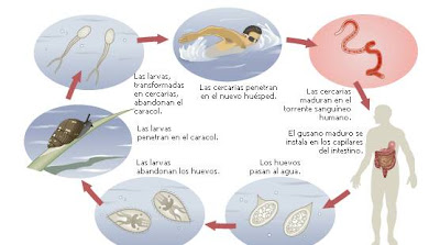 Ciclo vital de la duela humana de la sangre