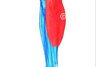 Calf (anatomy) - Human Calf Anatomy