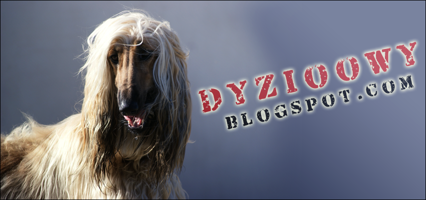 Dyziowy Blog