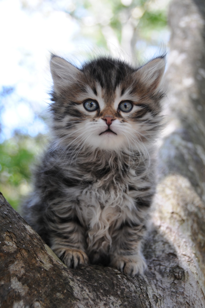 Snowgum Siberian Cats and Kittens October 2012
