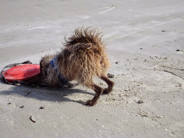 Rving with pets