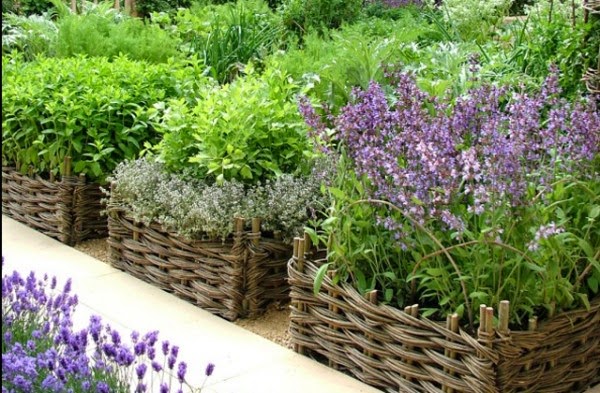 Teresa s Garden Song Container Gardens Growing Herbs What not to do Baskets Source Daily Mail