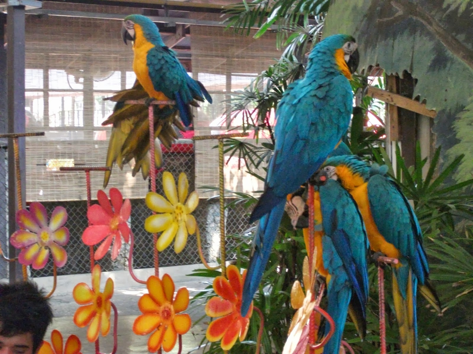 Macaw at Nooch Tropical Garden