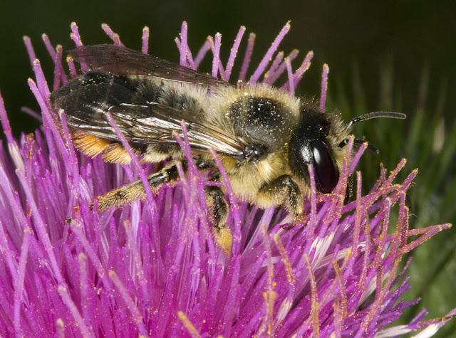 Unidentified bee, looks like an Andrena species, foraging in a thistle flower. Ladybird walk in Scadbury Park, 20 July 2011. Unidentified bee, looks like an Andrena species, foraging in a thistle flower. Ladybird walk in Scadbury Park, 20 July 2011.