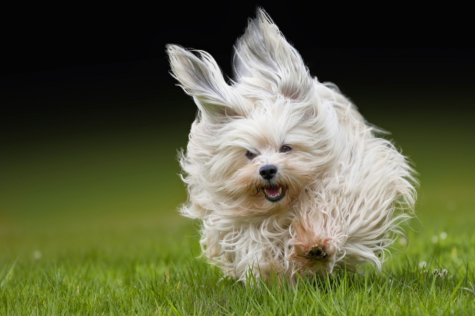 havanese dogs a happy havanese havanese 101 havanese dogs a happy havanese havanese 101