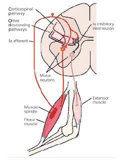 refleks mišičnega vretena