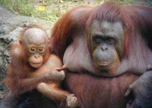 funny monkeys pictures