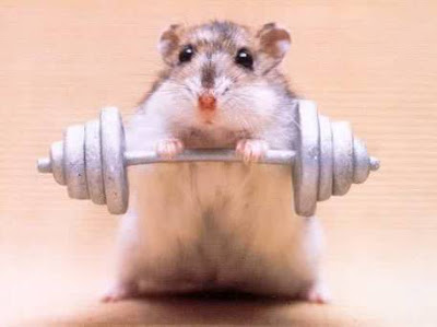 Funny Animals: Funny Mice Pictures,Images - Funny Mouse