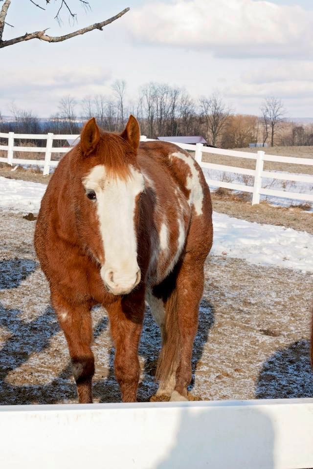 Painted Bar Stables' Blogging Log Meet Our Horses Jello