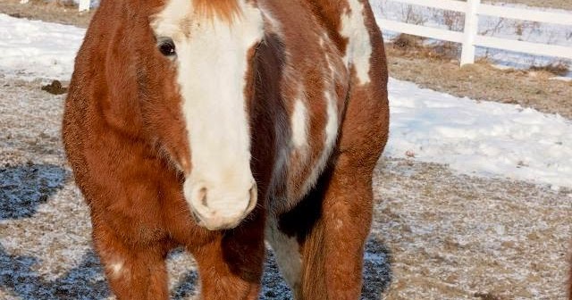 Painted Bar Stables’ Blogging Log: Meet Our Horses: Jello