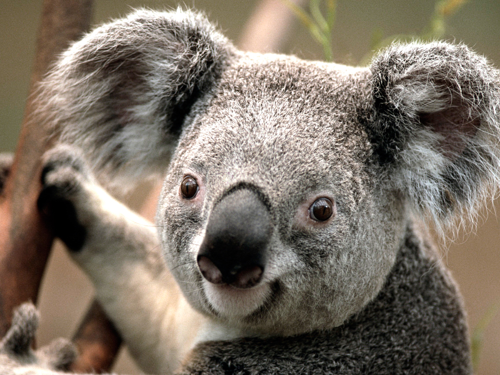 http://4.bp.blogspot.com/-vyyT4dMYQQM/TqAXIlyJz5I/AAAAAAAAAp8/7qxFsXV6g60/s1600/Koala.jpg