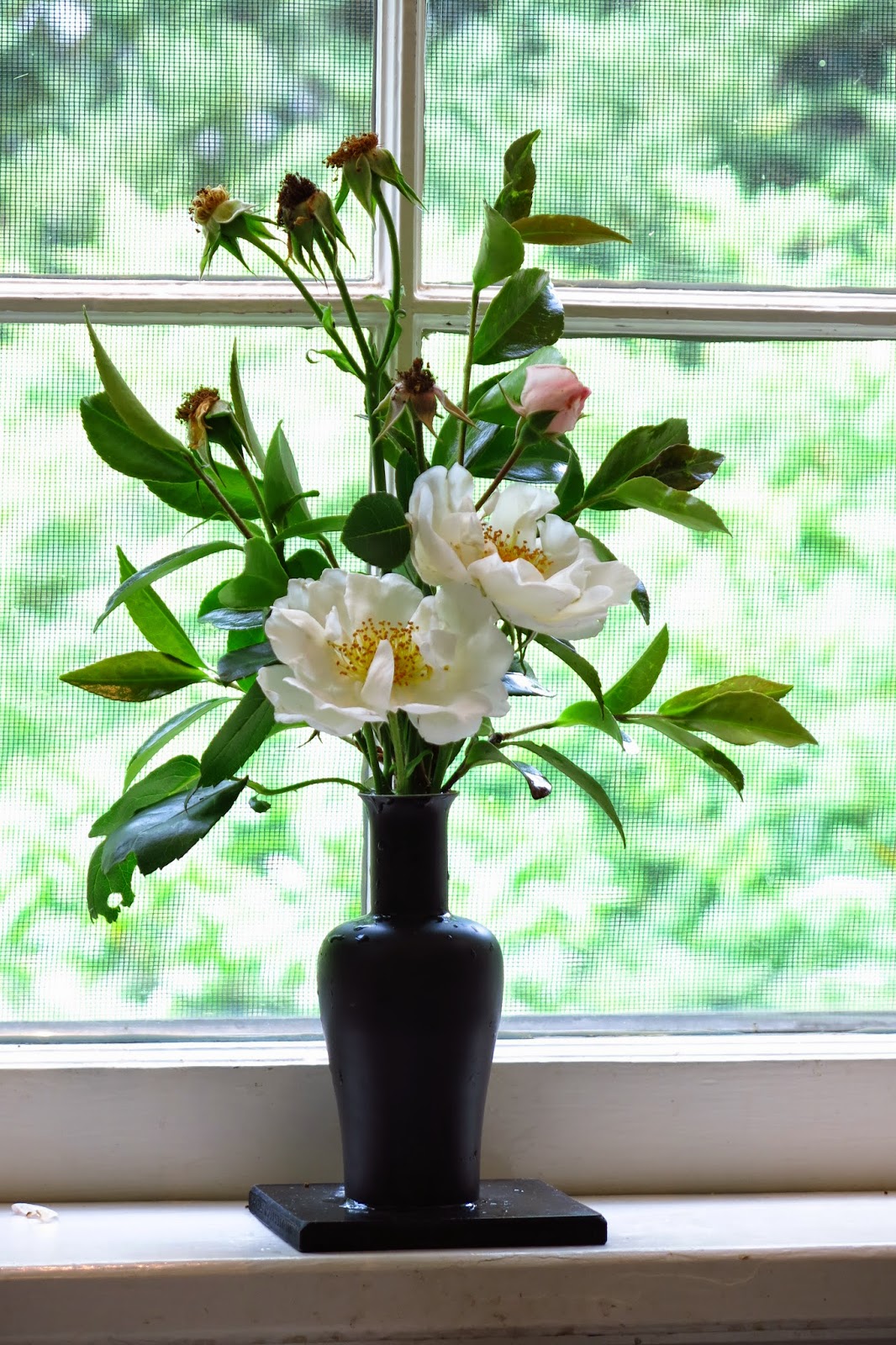 Windowsill Arranging white rose, black vase