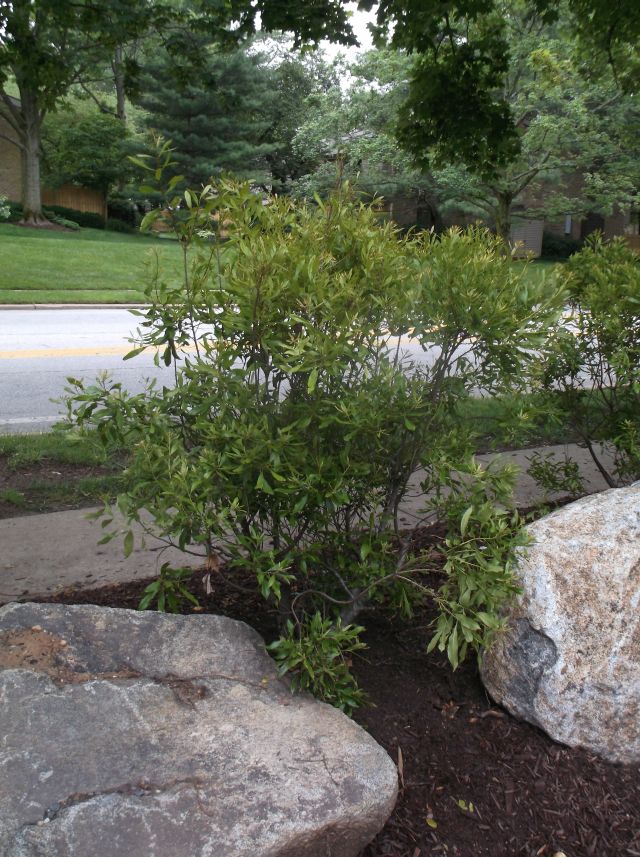 Garden Of Aaron Help Wanted Best Quick Privacy Screening Shrubs