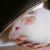 Revierten pérdida de memoria en estados iniciales de Alzheimer en ratones