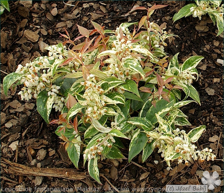 Leucothoe fontanesiana 'Makijaz' - Kiścień wawrzynowy 'Makijaz' kwiaty