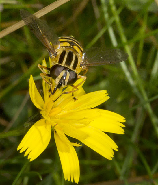 Hoverfly, Helophilus pendulus. Knole Park, 22 September 2012. Hoverfly, Helophilus pendulus. Knole Park, 22 September 2012.