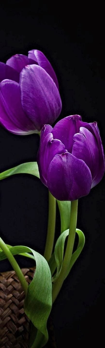 Stunning Views: Purple Tulips
