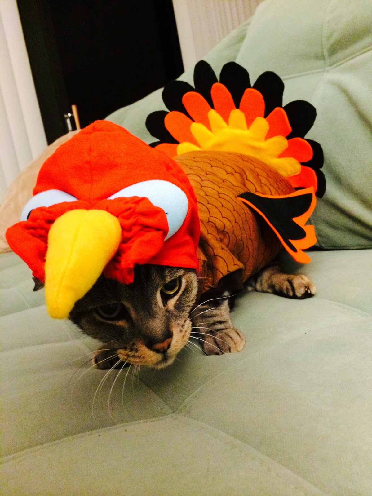 Your Daily Cute Happy Thanksgiving and Cats in Turkey Costumes!