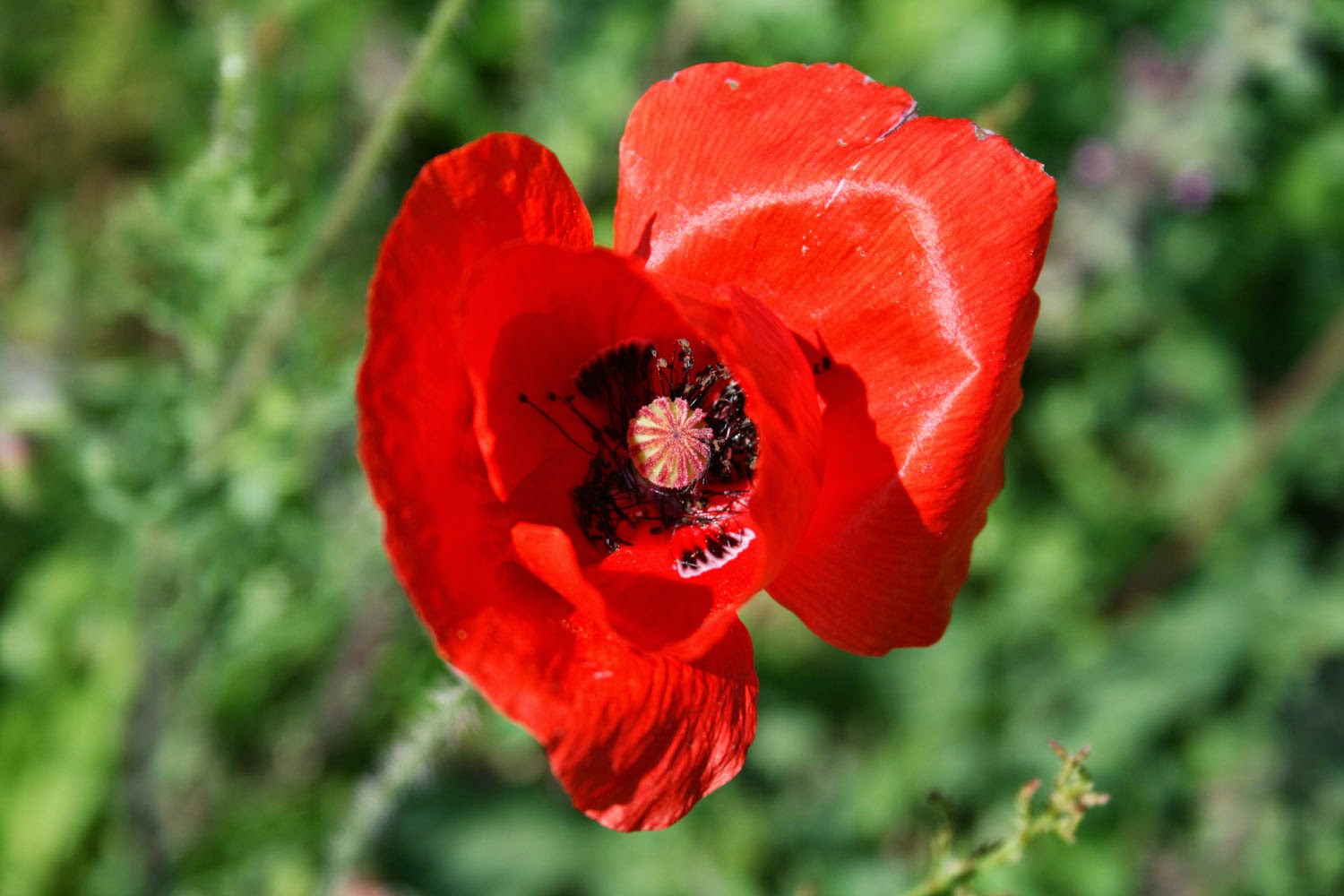 Looking inside the poppy Looking inside the poppy