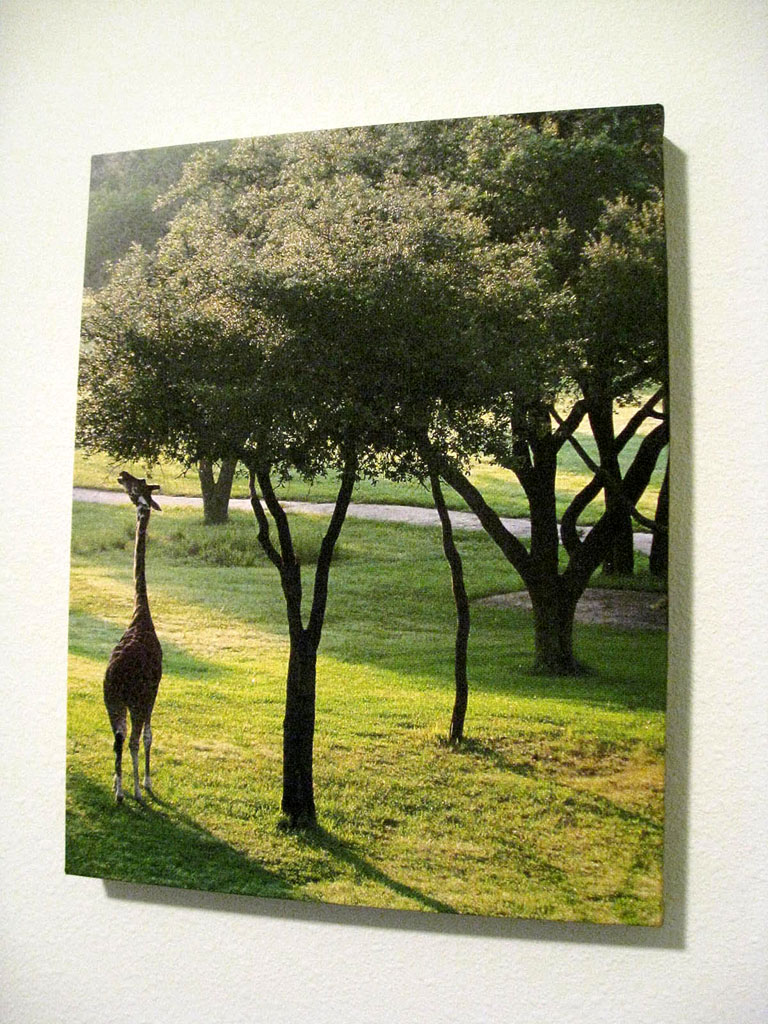 Argyle Love Meijer Gallery Wrapped Canvas Print Review