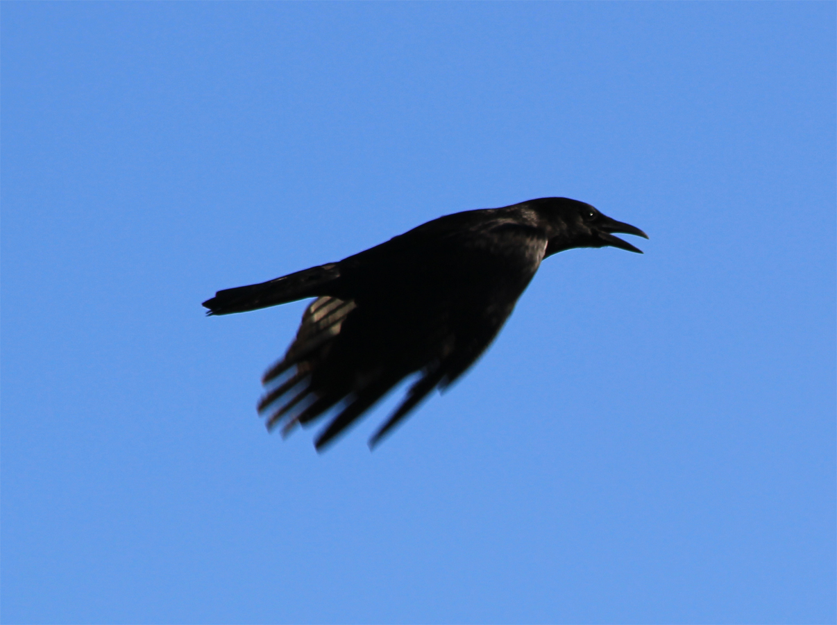 Crow Flight