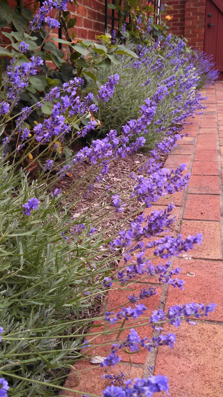 Panoply Lavender in All Its Stages