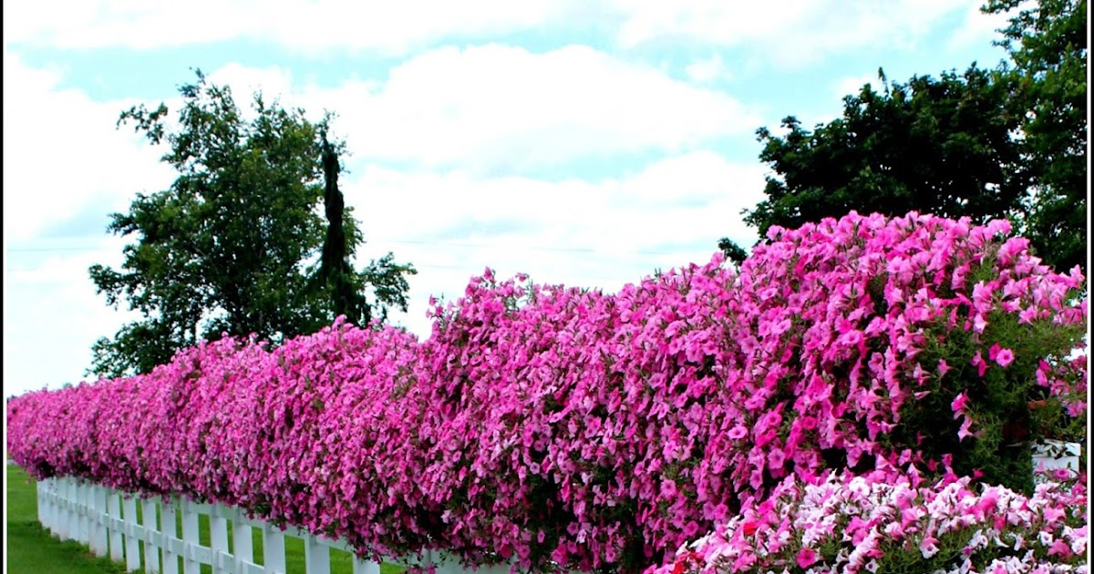 21 Rosemary Lane Images from the Side of the Road