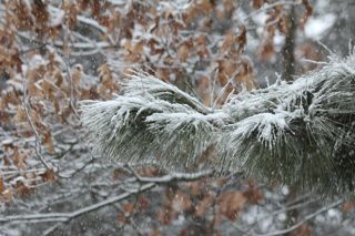 snow on white pine and oak photo of snow on white pine and oak