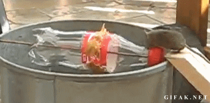 DIY Mouse Trap Uses Peanut Butter, Then Lands Them In A Bucket of Water
