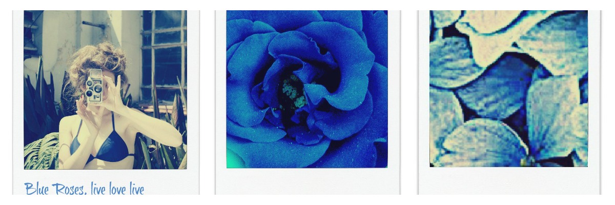 Blue Roses