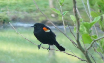 male red-winged blackbird
