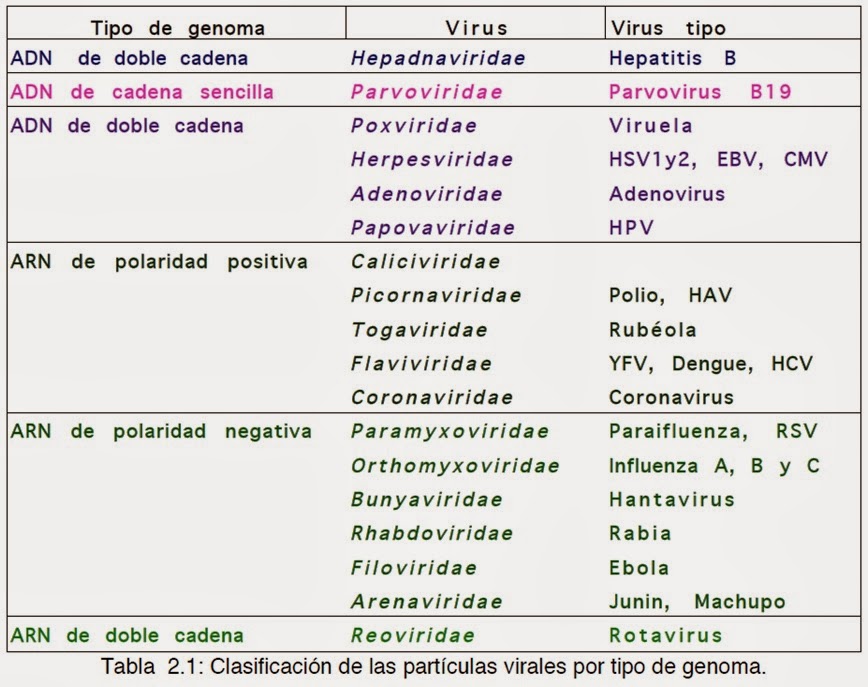 numero de cadenas en el adn y arn virus numero de cadenas en el adn y arn virus