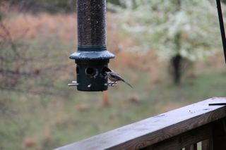 bird feeder in the rain photo of bird feeder in the rain