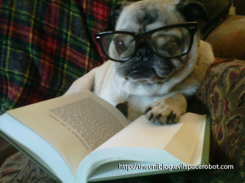 books about pugs s bookshelf bookish dogs reading books books about pugs s bookshelf bookish dogs reading books